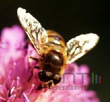 Abeille Abeille