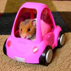 Car crash hamster sportif formule 1