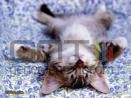Chaton fatigue Chaton fatigue