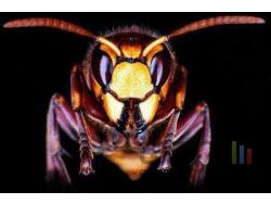 Frelon small Frelon small