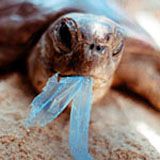 Logobad tortue