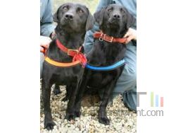 Lucy flo labrador antipirates small