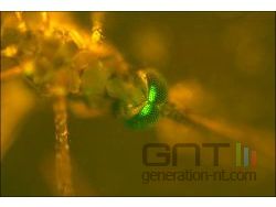 Moustique transgenique small