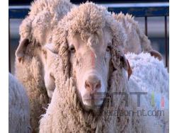 Mouton mi animal mi homme genetique small