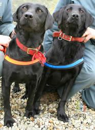 Lucy et Flo labrador antipirates