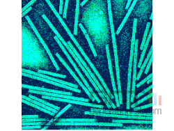 virus mosaïque tabac 2