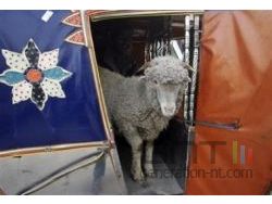 sacrifice mouton