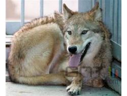 loup cloné Corée du Sud