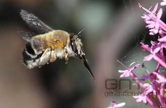 Abeilles & Mobiles