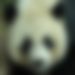 panda.