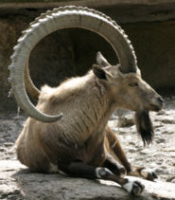 Ibex