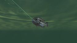 Rapala Tournament Fishing Wii.jpg (7)