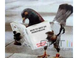 Pigeon small
