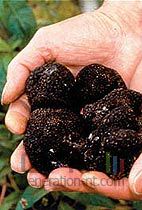 Puces dans truffes Puces dans truffes