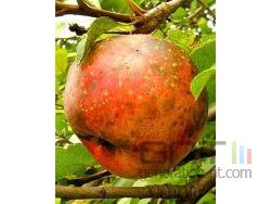 Rotten apple small