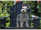 Schnauzer terrier small Schnauzer terrier small