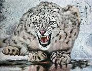 Snow Leopard