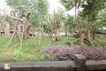 Street-View-panda