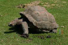 Tortue geante galapagos jpg Tortue geante galapagos jpg