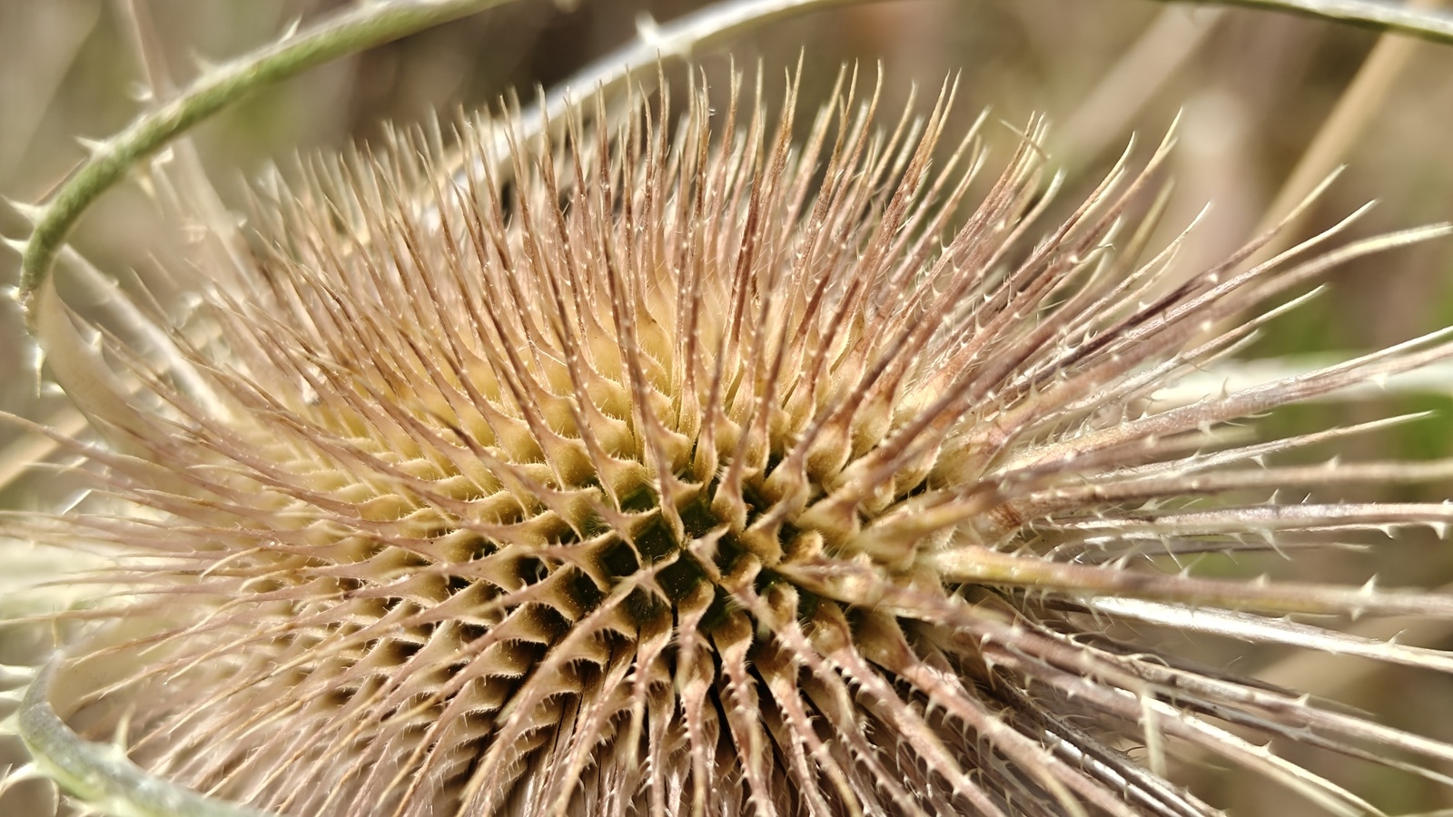 OnePlus Nord 5 photo exemple macro