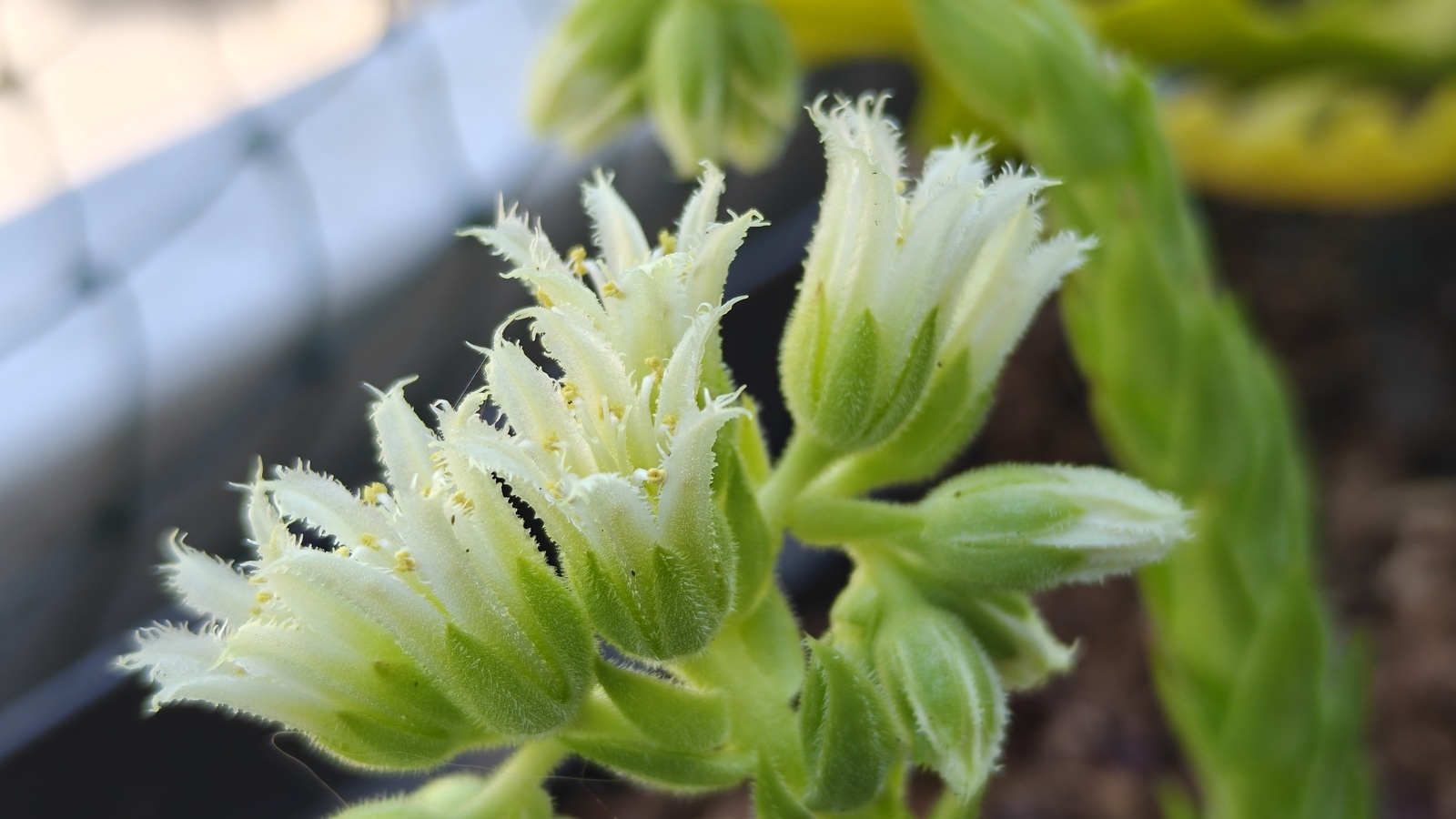 OnePlus Nord 5 photo macro 02