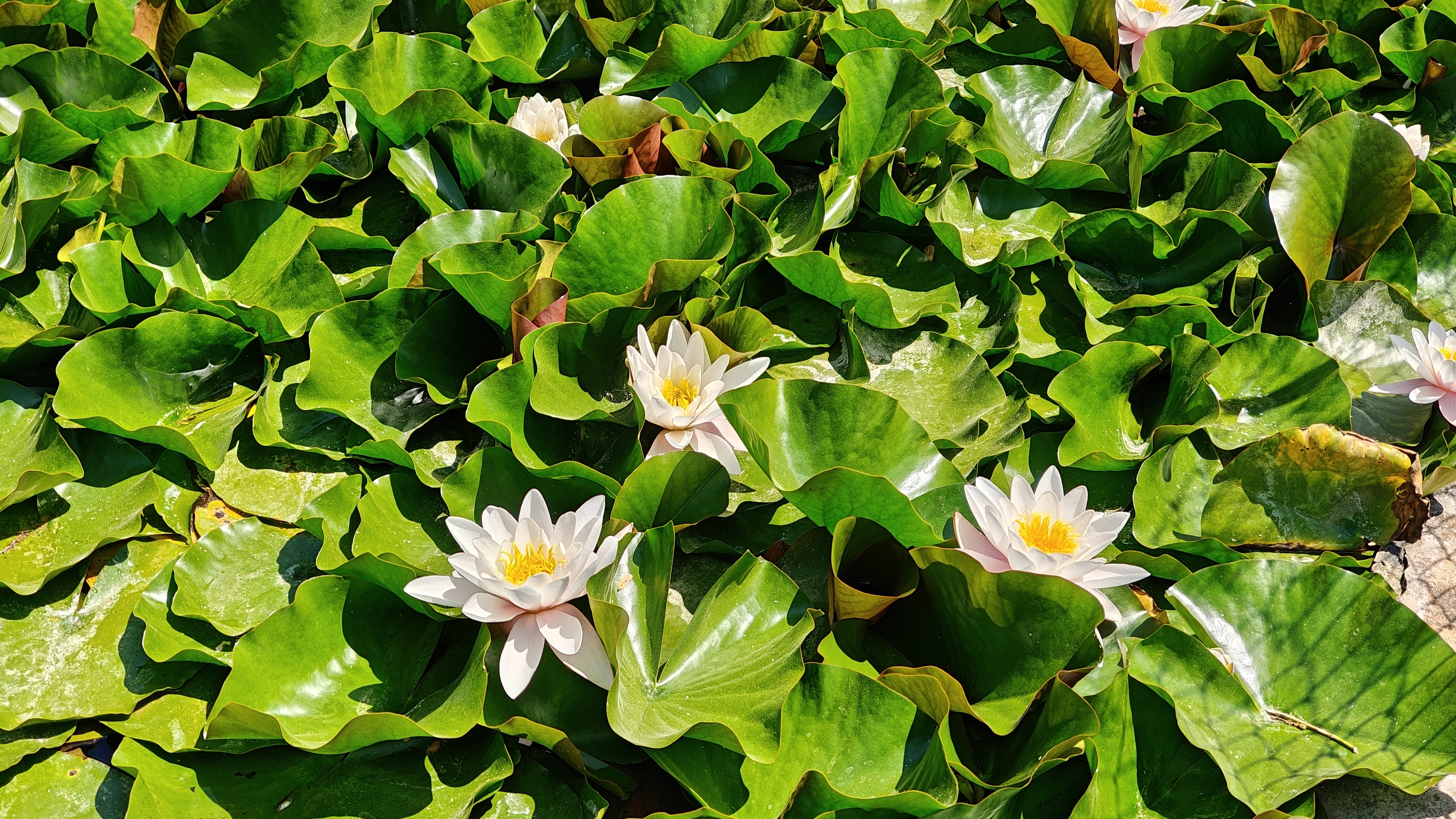 OnePlus 13R photo exemple 01