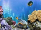 3D Aquarium : un magnifique écran de veille