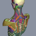 3D Muscles Teacher : connaitre les muscles du corps humain dans les moindres détails
