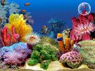 3D Tropical Fish Aquarium II : des poissons tropicaux sur votre ordinateur
