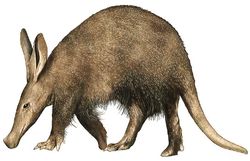 Aardvark 