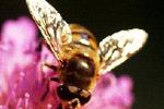 Abeille