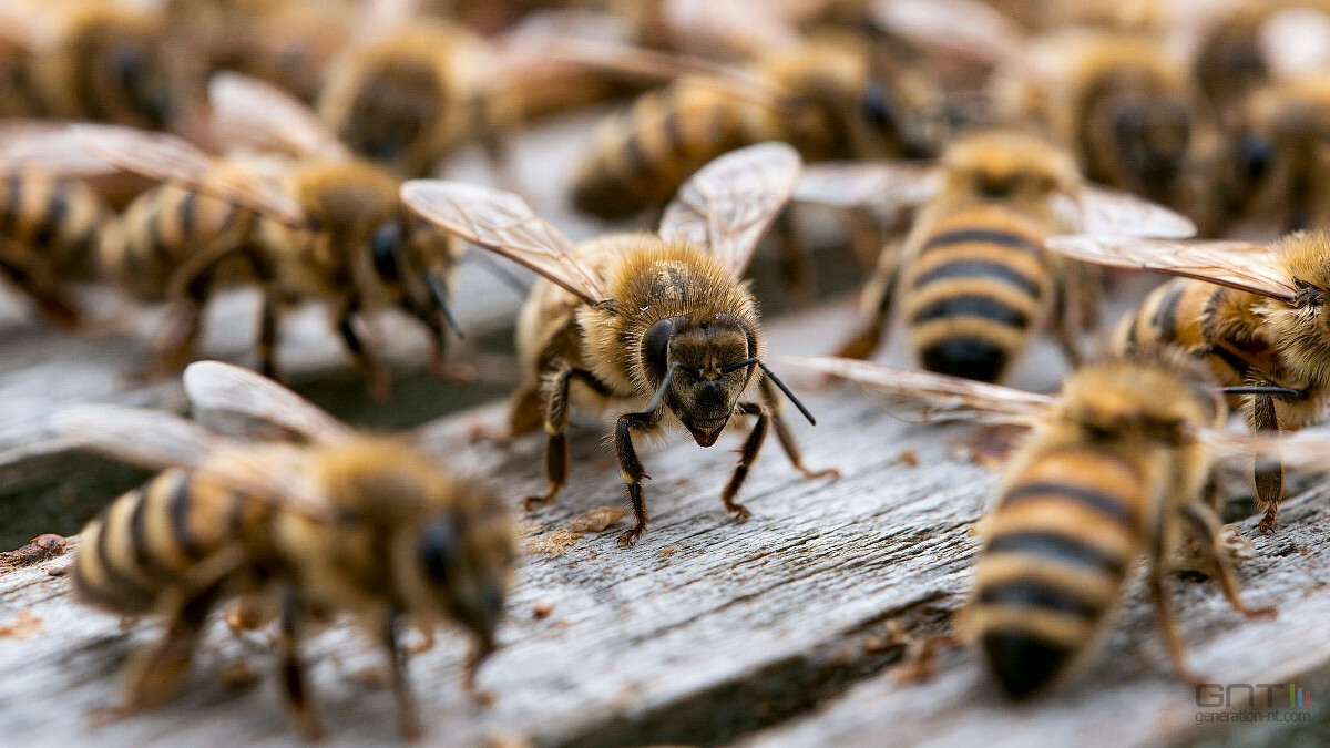 Comment le dard de l'abeille continue-t-il d'injecter du poison ?