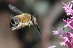 Abeilles & Mobiles