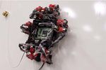 Abigaille robot gecko