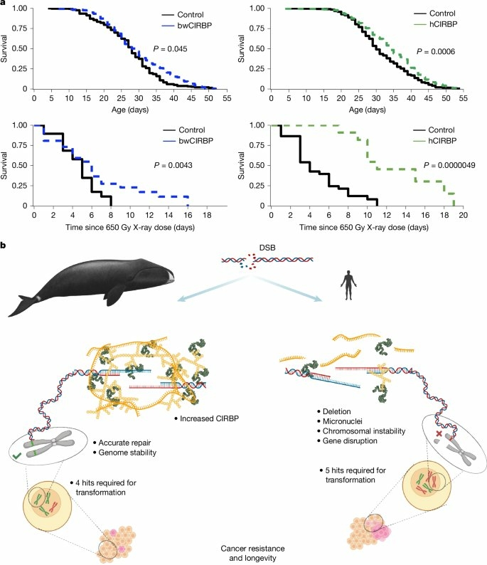 ADN baleine boreale 01
