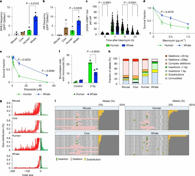 ADN baleine boreale 02