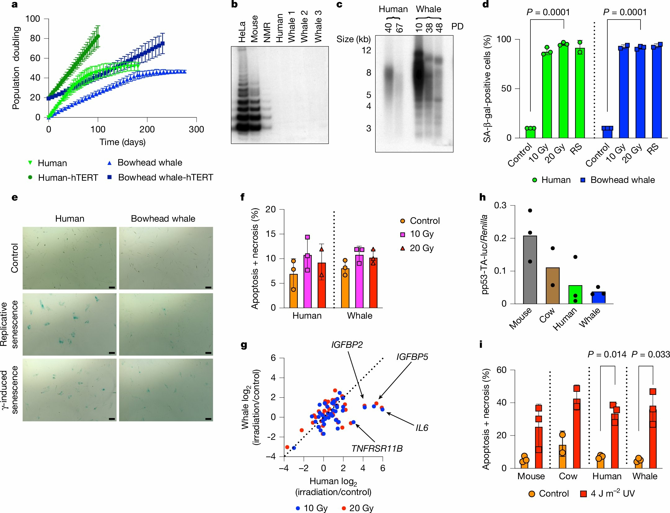 ADN baleine boreale 0
