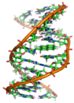 ADN_model_benzopyrene