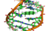 ADN_model_benzopyrene
