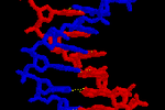 adn