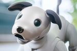 Aibo 2018