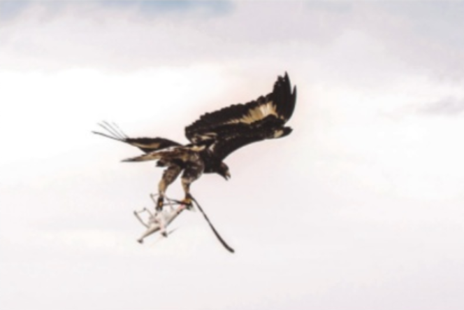 aigle-drone