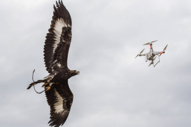 aigle-drone