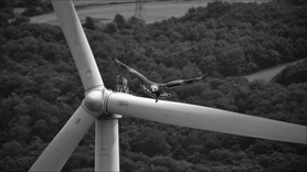 Aigle royal percuté par une éolienne : un site entier mis à l'arrêt pendant 1 an