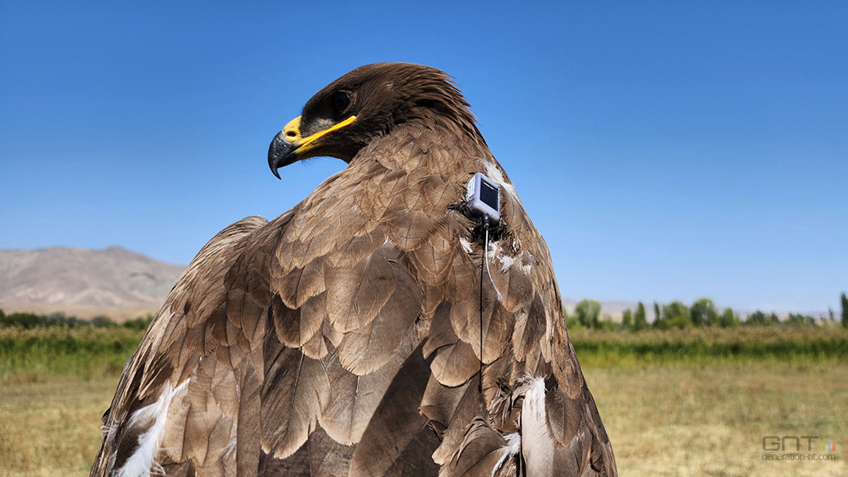 Le voyage de milliers de kilomètres des aigles révélé par un étudiant