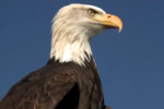 aigle