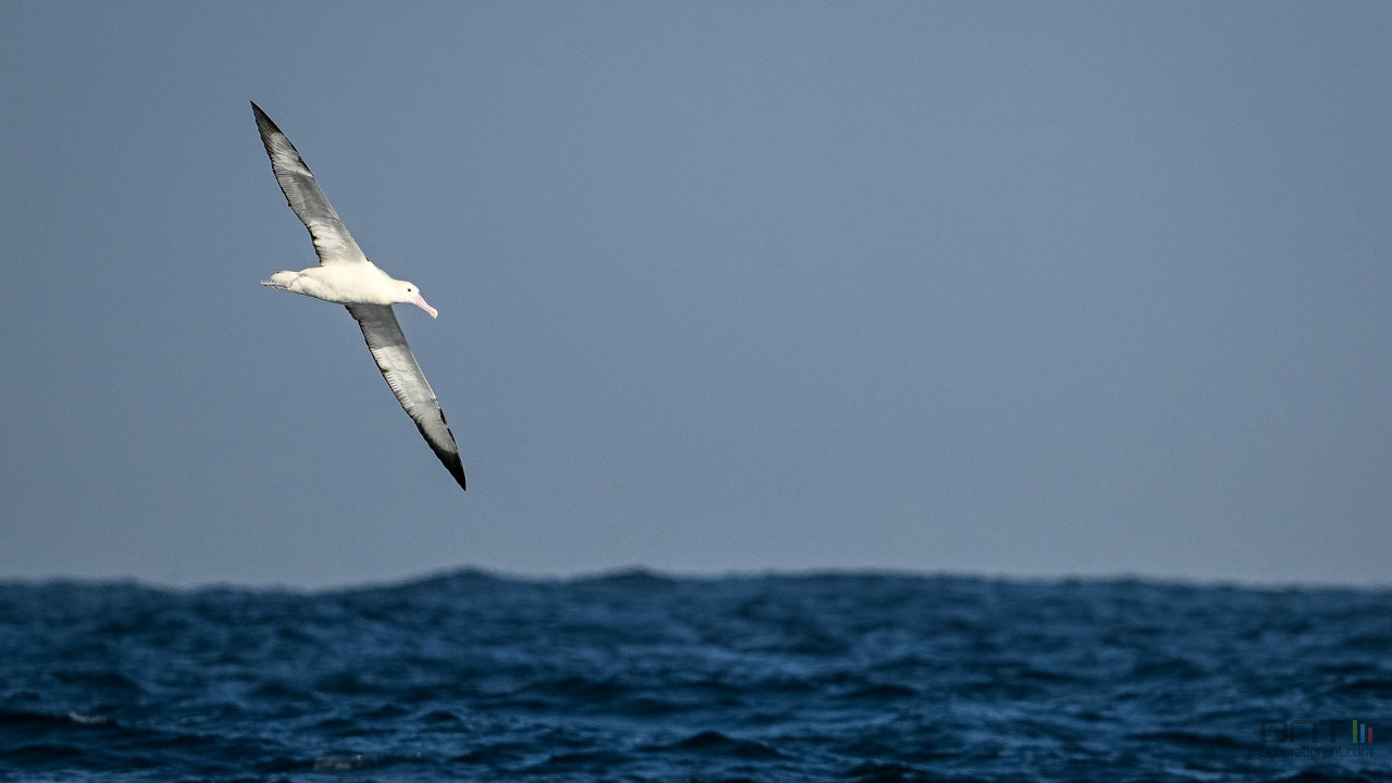 L'évolution naturelle peut-elle sauver l'albatros du changement climatique ?