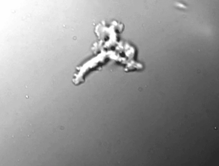 amibe resistance conditions extremes