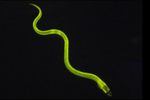 anguille fluorescente