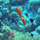 Aquarium sur DS : trailer officiel